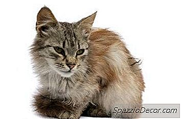 Was Verursacht Verfilztes Katzenhaar?