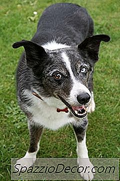 Wat Zijn De Oorzaken Voor Oudere Honden Om Te Hoesten?