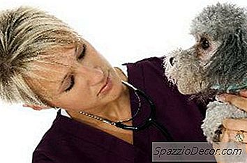 O Que Causa Parvo Em Cães?