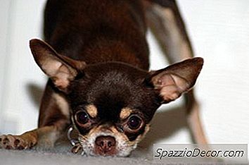 Was Verursacht Anfälle Bei Chihuahuas?
