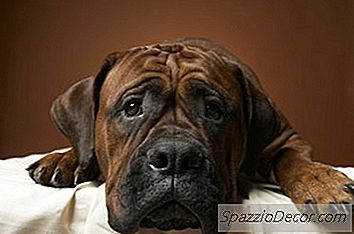 Was Verursacht Zittern Und Müdigkeit Bei Hunden?