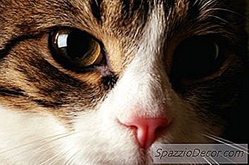 De Quelle Couleur Sont Les Nez De Chat 21