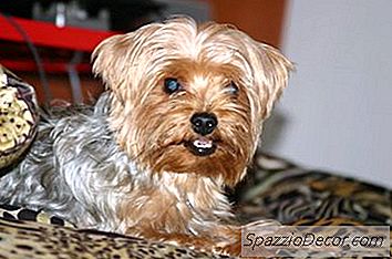 Hvilke Farver Er Yorkie Terrier Frakker?