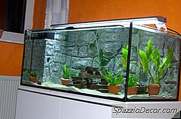 Was Krebstiere Mit Guppys Leben Können?