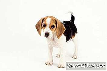 Što Jedu Beagle-Ovci U Tjednu 8?