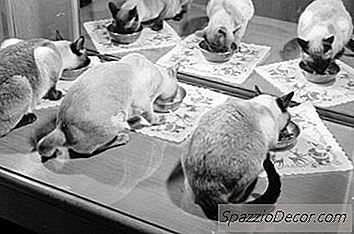 彼らは自分の反射を見たときに猫は何を見ていますか？