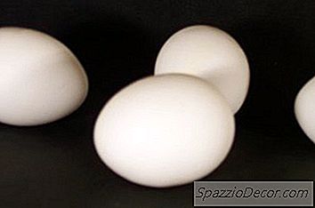 O Que Os Ovos De Pulga Do Cão Parecem?