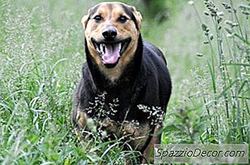 Apa Arti Telinga Kembali Dalam Anjing?