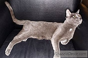 Che Aspetto Hanno Le Pulci Sui Gatti?