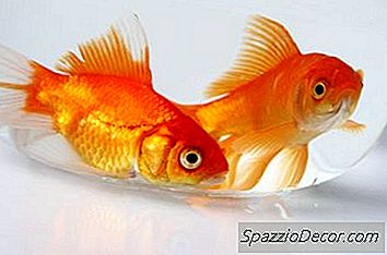 O Que Os Peixes Dourados Comem Além Dos Flocos De Dourados?