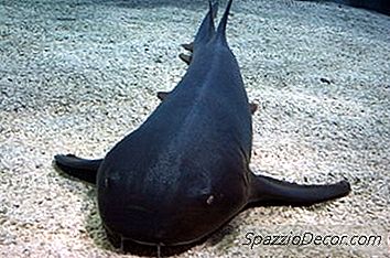 Cosa Mi Serve Per Un Acquario Royal Pleco?
