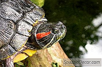 Какво Ядат Домашните Костенурки?