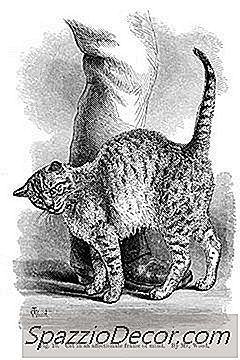 ¿Qué Haces Cuando Un Gato Te Está Dando Vueltas Y Te Frota Contra Ti?