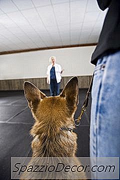 Wat Doe Je Als De Nieuwe Hond Zich In De Hoek Verbergt?