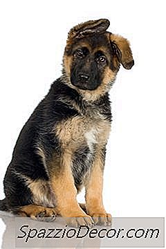 Cosa Fai Quando Il Tuo Cucciolo Piange Nella Sua Penna?