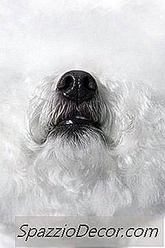 你用什么来洗澡Bichon Frize？