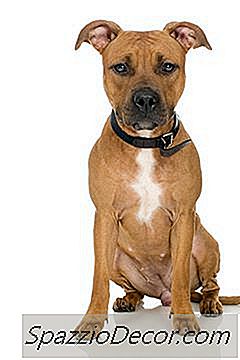 O Que Faz Um Pit Bull Terrier Americano?