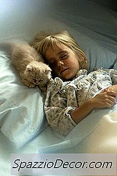 O Que O Comportamento De Dormir De Um Gato Próximo A Você Revela?