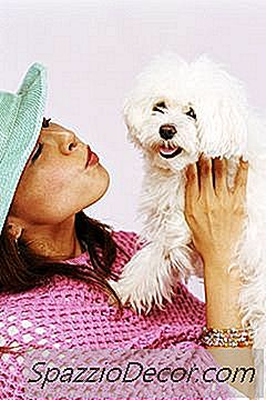 Che Cosa Significa Ipoallergenico Per Quanto Riguarda I Cani?