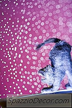 O Que Significa Se O Seu Gato Está Andando Com Um Arco?