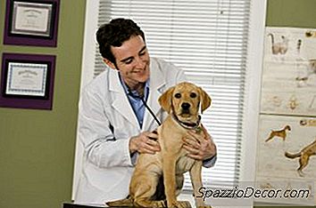 Qu'Est-Ce Que Cela Signifie Si Votre Chiot Continue De Lécher Ses Proches?