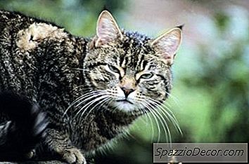 Ce Inseamna Atunci Cand O Pisica Isi Arata Spatele?