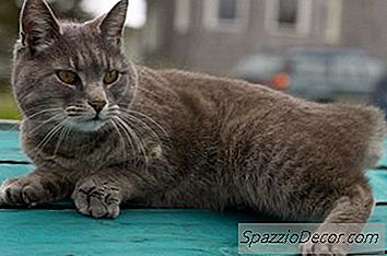 O Que Significa Quando Um Gato O Morde Enquanto Ronca?