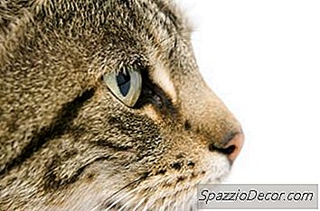 Hva Betyr Det Når En Katt Brenner Sitt Hode I Din Arm?