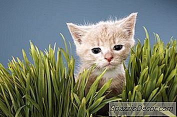 Какво Означава, Когато Котка Яде Трева?