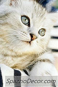 Qu'Est-Ce Que Cela Signifie Quand Un Chat Est Allongé Sur Le Dos
