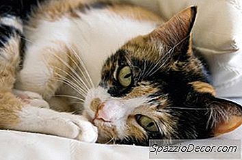 Qu'Est-Ce Que Cela Signifie Quand Un Chat Ronronne?