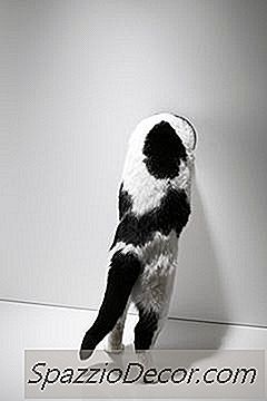 Was Bedeutet Es, Wenn Eine Katze Die Wand Verkratzt?