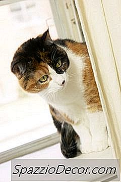Wat Betekent Het Als Een Kat Schreeuwt Terwijl Hij Uit Het Raam Kijkt?