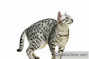Vad Betyder Det När Katter Sätter Sina Svansar Mellan Sina Ben?