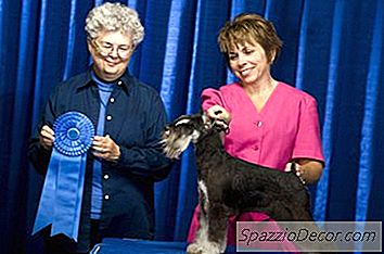O Que Significa Quando Um Cão É Certificado Pela Akc?