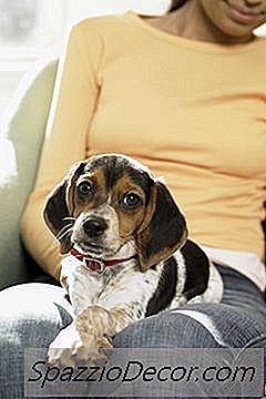 Hva Betyr Det Når En Hund Liker Å Sitte På Toppen Av Deg?