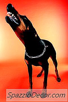 O Que Significa Quando A Orelha De Um Cachorro É Apontada Para Trás?