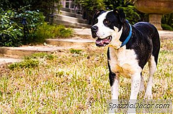 Apa Makna Apabila Putaran Anjing Di Lingkaran?