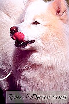Apa Makna Apabila Anjing Tidak Akan Berhenti Merengek & Licking Udara?