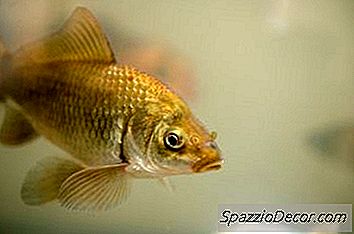 Was Bedeutet Es, Wenn Goldfische Braun Werden?