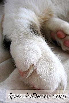 Mitä Se Tarkoittaa, Kun Kitty Tulee Ja Tartuttaa Sinua Käsiinsä?