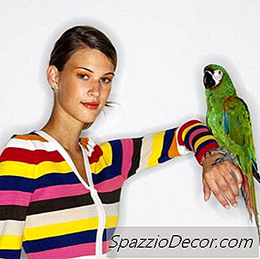 ¿Qué Significa Cuando Los Loros Inflaman Sus Plumas?