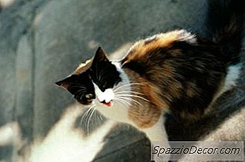 Was Bedeutet Es, Wenn Streunende Katzen Vor Deinem Haus Weinen?