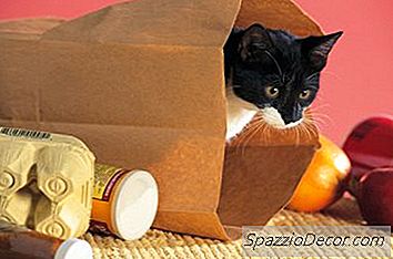 O Que Significa Quando Seu Gato Ataca Você, Mia E Persegue Você?
