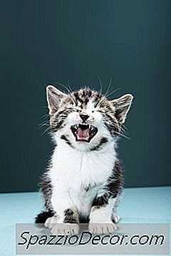 Hva Betyr Det Når Katten Holder Deg Til Å Mote Og Klatre Deg?