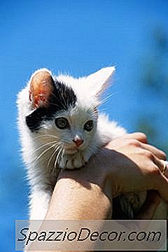 Vad Betyder Det När Din Kattunge Håller Sitt Ansikte Mot Ditt Ansikte?
