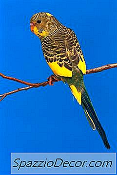 Chirping Er Ofte Tegnet På En Lykkelig Liten Birdie.
