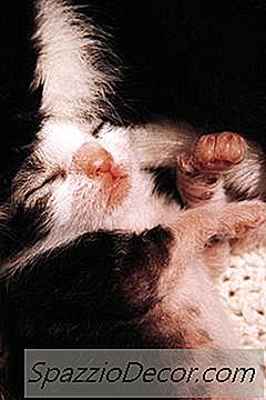 Kitten İlk Doğduğunda Nasıl Görünüyor?