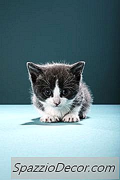 O Que Significa Rosnado De Um Gatinho?