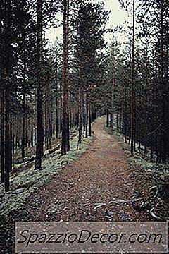 O Que Um Gato Norueguês De Floresta De Tartaruga Parece?